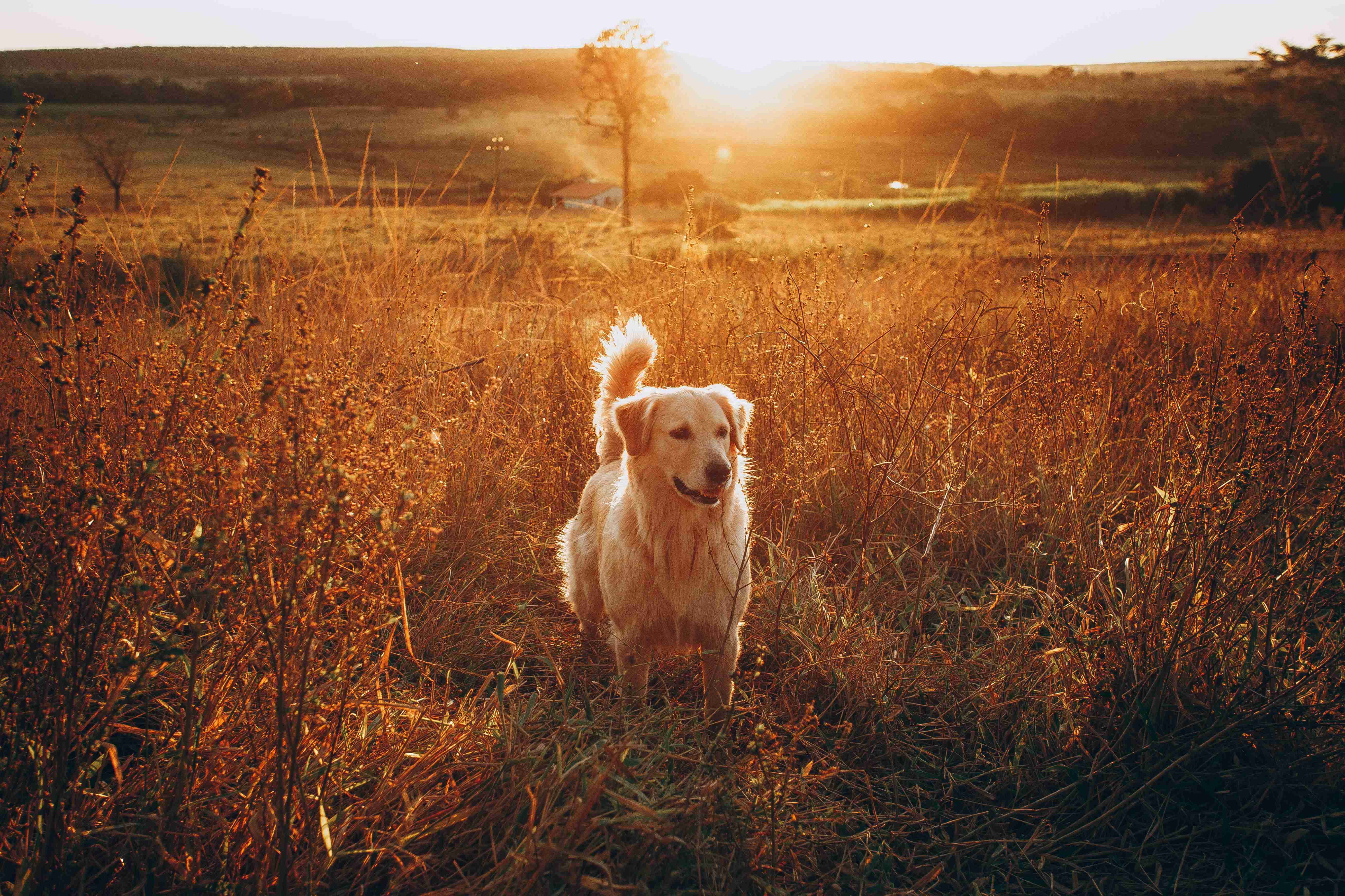 How do I properly socialize my Golden Retriever?